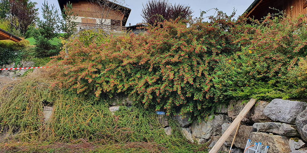 kukipegs property services hedge biol 1