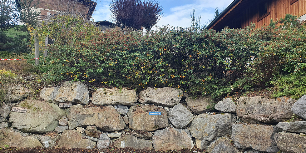 kukipegs property services hedge biol 2